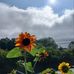 Tammy Graff - Facebook