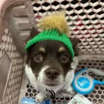 Tammy the Chiweenie - @tammy_grammy - Instagram