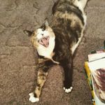 Tammy Greenleaf - @greenleaftammy - Instagram