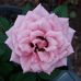 Tammy Hahn - Facebook