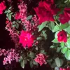 Scalpm2023pew& - @tammyharder - TikTok