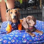 Tammy, Harley & Dominic 🐾🦴 - @tammy_the_dachshund - Instagram