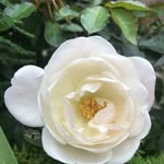 Tammy Hasson - @tammy.hasson.3 - Instagram