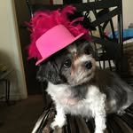 Tammi Heiser-Foy - @tamiza_fox - Instagram