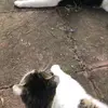 tammy.herron03 - @tammy.herron03 - TikTok