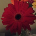 Tammy Hobson - @tdhobson - Instagram