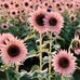 Tammy Huls - Facebook