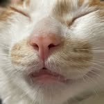 Tammy Hung - @twocat__pet_treats - Instagram