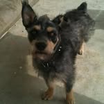 Tammy Pit-Hyatt - @helpingpawsworkingdogsprogram - Instagram