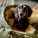 Best Tammy Junior - @dachshund_tammy - Instagram