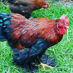 Tammy Killough - @dejavuedesigns - Instagram