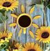 Tammy Knox - Facebook