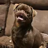 Tammy Koehler - @tammy.koehler - TikTok