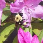 Tammy W. LaGasse - @tammy.brat - Instagram