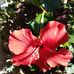 Tammy Lash - Facebook