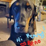 Tammy Legg - @reptilesrock995 - Instagram