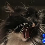 Tammy Liles - @shearwizard1 - Instagram