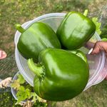 Tammy Lilly - @blackgardenfamily - Instagram