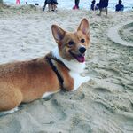 Tammy Lim Yu Han - @miku_corgi - Instagram