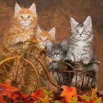 Tammy Luke - Facebook