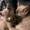 Tammy&Lyle - @tammyandlyle - TikTok
