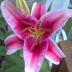 Tammy Mackey - @tammy.brugh.mackey - Instagram