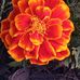 Tammy Lin Maclin - Facebook