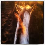 Tammy Mancuso - Facebook
