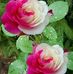 Tammy March - Facebook