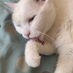 Tammy Mark McClennen - @grumble_and_hiss - Instagram