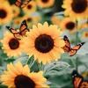 Tammy McClung - @figetplay234 - TikTok