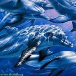Tammy McFarlane - @dolphin002 - Instagram