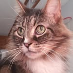 Tammy Tittle McManus - @tabby492014 - Instagram
