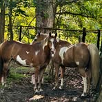 Tammy Milton - Facebook