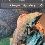 Tammy Moats - @somanyscalesmom - Instagram