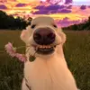tammy moll6351 - @tammy.moll6351 - TikTok