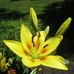 Tammy Mummert - Facebook