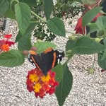 Tammy Munson - @tamschweitzer - Instagram