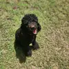 Tammy/Gracie channel - @tammyneedham1 - TikTok