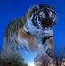 Dima Nesteruk - Facebook