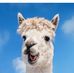Tammy Odegard-Schmidt - Facebook