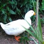 tammy packard - @tommytheturtle1230 - Instagram