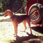 Tammy Parton - @sheepmom50 - Instagram