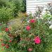 Tammy Pell - Facebook