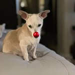 Tammy Pellerin Jurkatis - @ruffinitsocal - Instagram