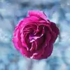 jackWilliam - @tammypendergraph - TikTok