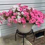 Tammy Penner - @tammy.penner.39 - Instagram