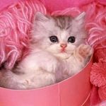 Tammy - @tammypeytonbellal - Instagram