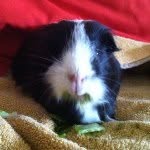 Tammy Geisick - @tammyspiggies - Instagram