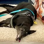 Tammy Pitt - @tam_tam_the_grey - Instagram